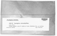 Scytinium fragrans image
